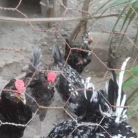مرغ وخروس محلی وگلین