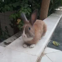 خرگوش