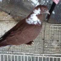 اعددککیللی بالا.قره گوز.بایک عددطوقی زردصیدشده