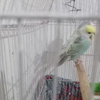 جفت مرغ عشق هلندی و پروانه ای دوگل|پرنده|خوی, |دیوار