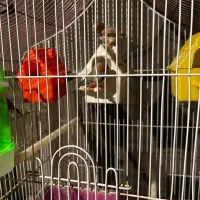 سه جفت فنچ مولد با قفس|پرنده|تهران, اتابک|دیوار