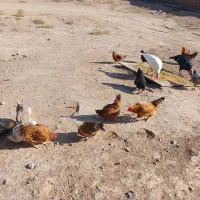 مرغ خانگی اعلا