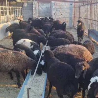 فروش ۴۰ راس بره محلی سام نژاد بومی دماوند