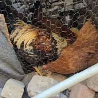 مرغ محلی|حیوانات مزرعه|ماهدشت, |دیوار