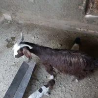 بز دوکره ای|حیوانات مزرعه|نیمروز, |دیوار