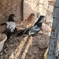 چهارتا جوجه سینه ای