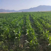 اجاره-یک-هکتار-زمین-کشاورزی-با-آب-برقی