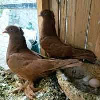 کبوتررواعب