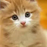 گربه خونگی نژاد درجه یک