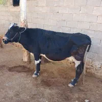 ماشین|حیوانات مزرعه|طرهان, |دیوار