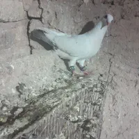 دم مشکی