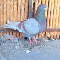 کبوتر مسجدی نر|پرنده|بندر ترکمن, |دیوار