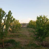 3یا4من باغ بادام کوی باغشمال