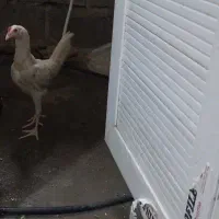 ماده مرغ
