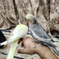 فروش ۴ عدد عروس ۲ تا لوتینو و ۲ تا سینامون بالغ