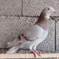 پرنده سرعتی|پرنده|مشگین شهر, |دیوار