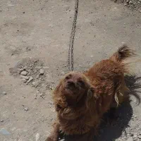 سگ پاکوتاه پامر ماده