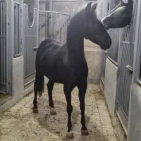 فروش چند راس اسب نریان و مادیان|اسب و تجهیزات اسبسواری|نوشین شهر, |دیوار