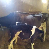 گاو وگوساله سیمینتال|حیوانات مزرعه|بروجرد, |دیوار