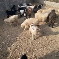 کهره|حیوانات مزرعه|کوه چنار, |دیوار