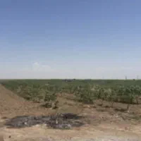 کشت شراکتی گلخانه