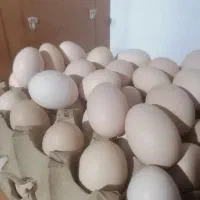 تخم مرغ محلی تازه ودرشت دونه ای 14