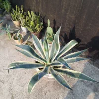 آگاو ابلق|گل و گیاه طبیعی|کوچصفهان, |دیوار