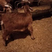 کره بز|حیوانات مزرعه|یزد, |دیوار