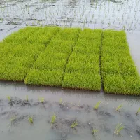 ۴۰ عدد سینی نشا هاشمی