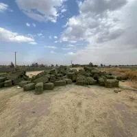 یونجه سبز و خشک