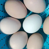 تخم مرغ نطفه دار محلی کاملا تضمینی