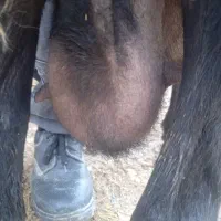 میش|حیوانات مزرعه|خرمآباد, |دیوار