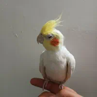 عروس هلندی
