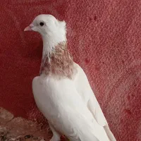 کفتر|پرنده|مشهد, رباط طرق|دیوار