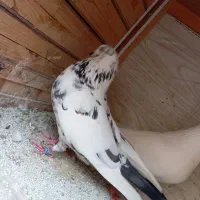 جفت کبوتر پرشی|پرنده|رشت, قاسمیه|دیوار