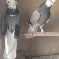 فروش کبوتر شازده سبز