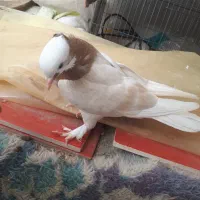 ماده درجایی