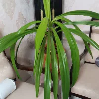 گل ذرتی بسیار زیبا و سالم