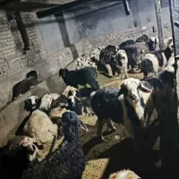 فروش بره نژاد دار بختیاری اصل