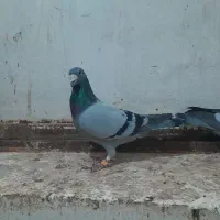 7 کفتر/کبوتر|پرنده|تربت جام, خیرآباد|دیوار