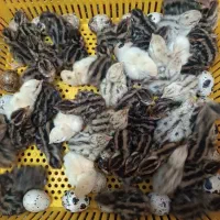 جوجه بلدرچین دو روزه