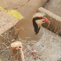 بلدرچین،کوهی