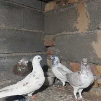 کبوتر پرشی|پرنده|بندر ترکمن, |دیوار