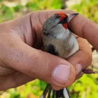 سهره دورگ زاغ|پرنده|شیراز, دارالرحمه|دیوار
