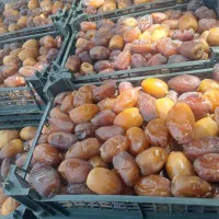 رطب خرما کبکاب تازه خشت سبدی