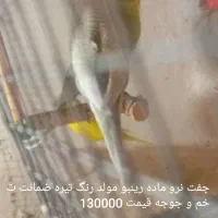 دو جفت مرغ عشق رینبو|پرنده|زاهدان, |دیوار