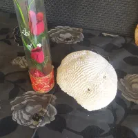 سنگ مرجان و گل