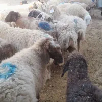 گوسفند داشتی|حیوانات مزرعه|شیروان (خراسان), |دیوار