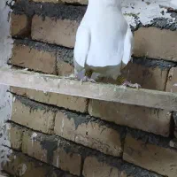 کبوتر سفید|پرنده|بیرانوند, |دیوار