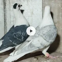 کبوتر کویتی|پرنده|سرایان, |دیوار